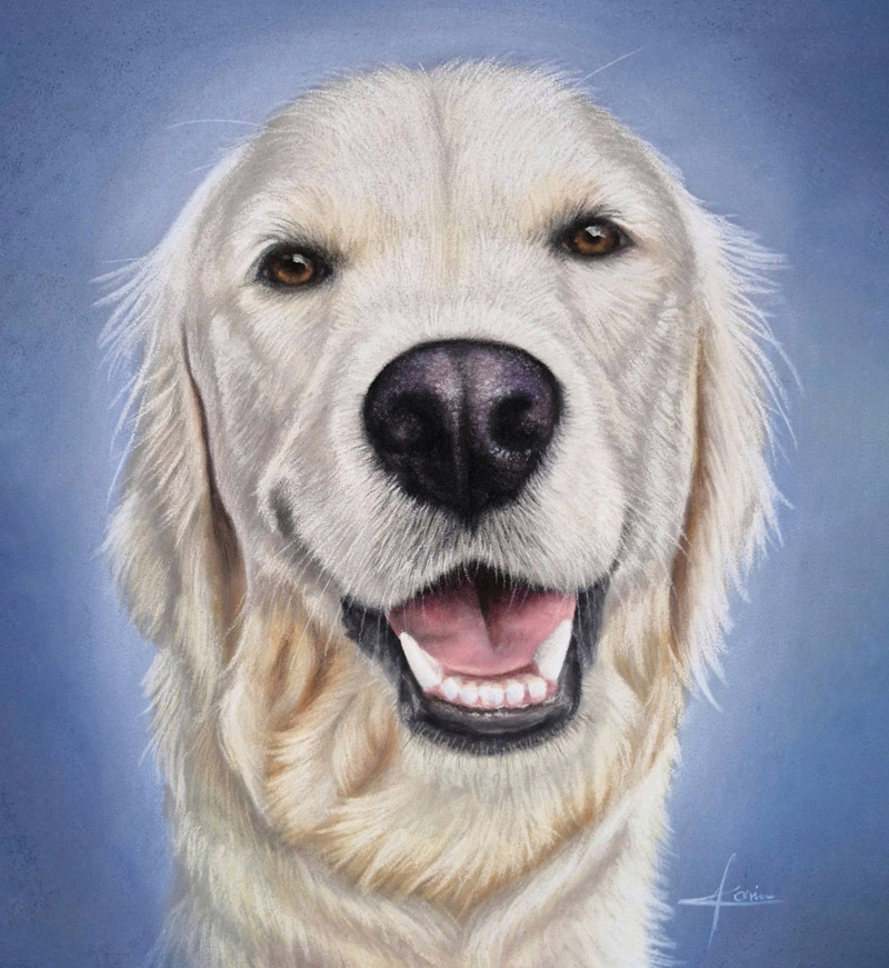 Golden Retriever gezeichnet mit Pastell, blauer Hintergrund