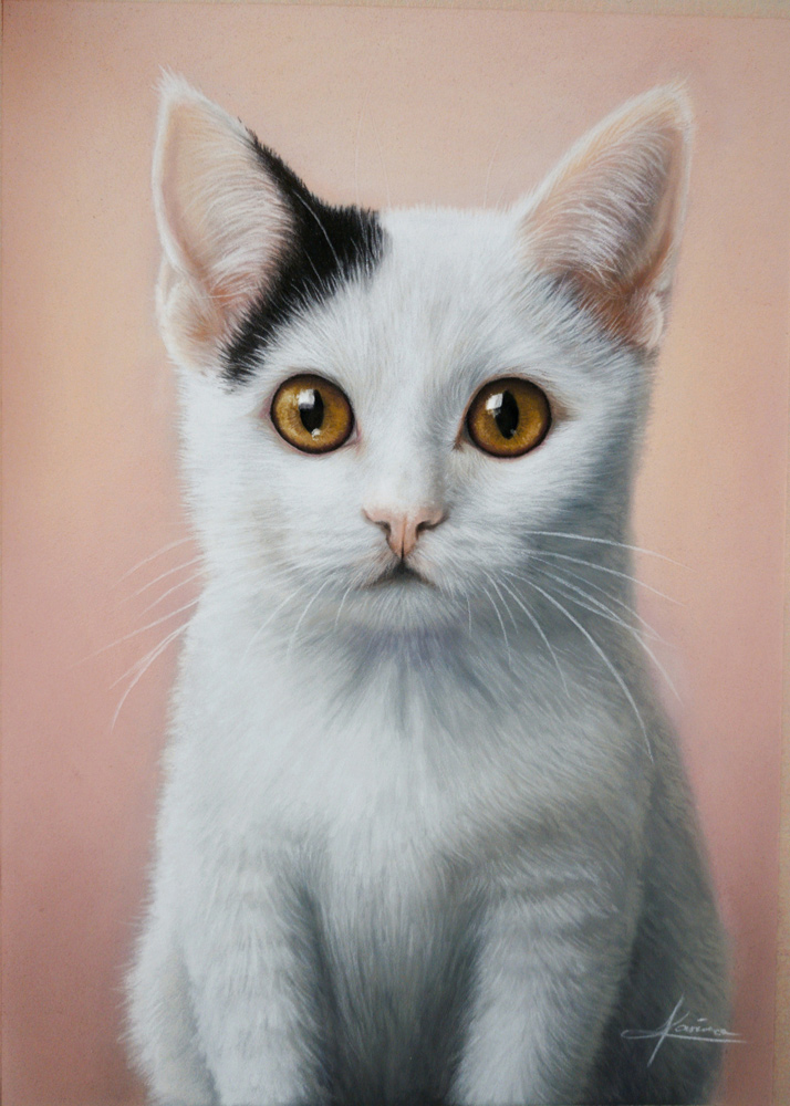 Ein Portrait von einer Bicolor Katze (weiss mit schwarzen Flecken) gezeichnet von Karina Kraus.